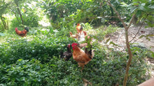 Load image into Gallery viewer, Premium Free Range Farm Whole Chicken
