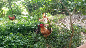 Premium Free Range Farm Whole Chicken
