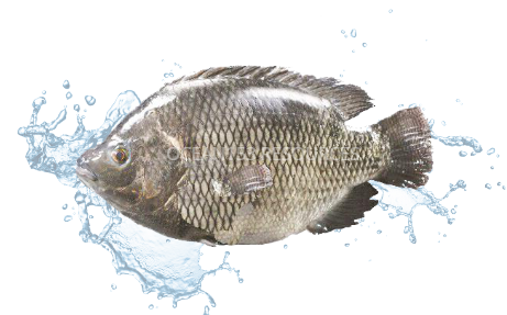 Tilapia Fish/Ikan Tilapia/鯽魚
