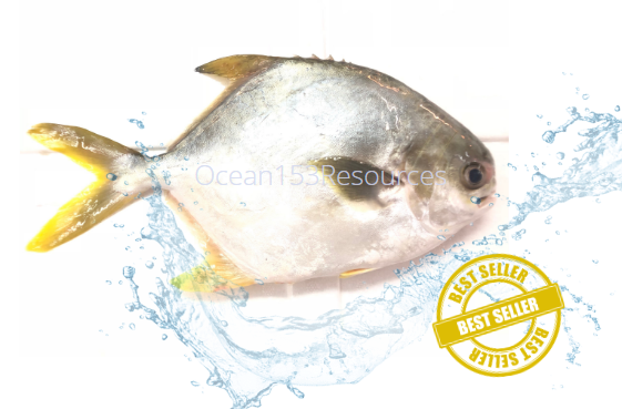 Golden Pomfret/Bawal Emas/金鲳