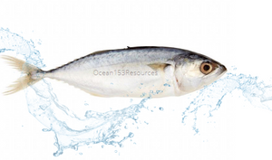 Indian Mackerel/Ikan Kembung/鲭鱼