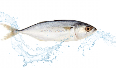 Indian Mackerel/Ikan Kembung/鲭鱼