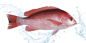 Red Snapper/Ikan Merah/赤鰽/红家定/红鲈