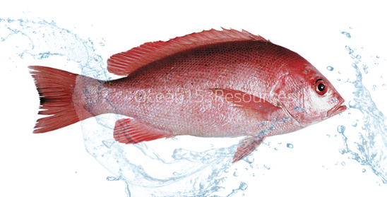 Red Snapper/Ikan Merah/赤鰽/红家定/红鲈