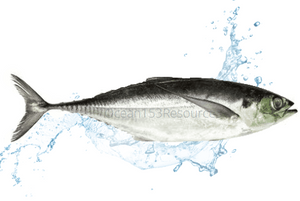 Hardscad Tail/Ikan Cencaru
