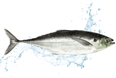 Hardscad Tail/Ikan Cencaru