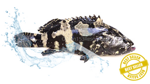 Dragon Grouper/Ikan Kerapu/龙虎斑