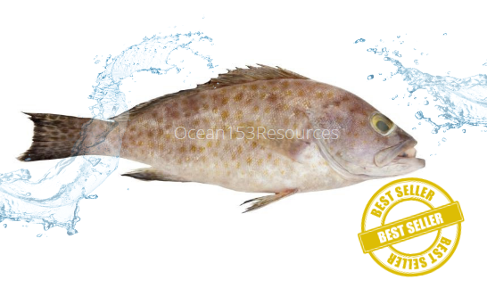 Grouper/Ikan Kerapu/石斑